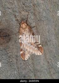 Attēlu rezultāti vaicājumam “Alsophila aescularia”