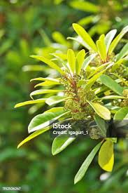 Attēlu rezultāti vaicājumam “Gleditsia triacanthos flower”