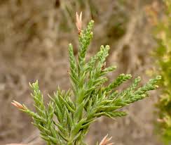 Attēlu rezultāti vaicājumam “Juniperus chinensis”