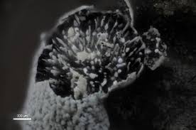 Attēlu rezultāti vaicājumam “Physarum bryocorticola”