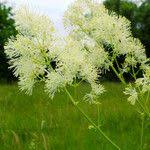 Attēlu rezultāti vaicājumam “Thalictrum lucidum flower”