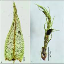 Attēlu rezultāti vaicājumam “Harpanthus flotovianus cells”