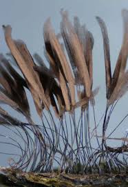 Attēlu rezultāti vaicājumam “Stemonitis axifera stalked”