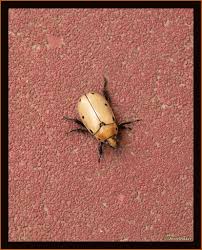 Attēlu rezultāti vaicājumam “Glischrochilus quadripunctatus”