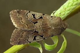 Attēlu rezultāti vaicājumam “Orthosia gothica”