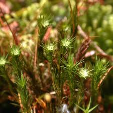 Attēlu rezultāti vaicājumam “Polytrichum strictum”
