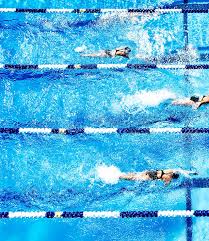 Image result for Loftus Dolphins Swimming Club