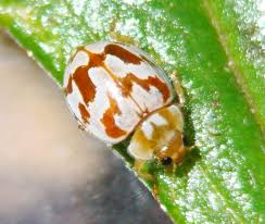 Attēlu rezultāti vaicājumam “Myrrha octodecimguttata”