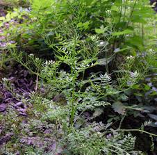 Attēlu rezultāti vaicājumam “Cardamine impatiens”