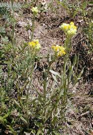Attēlu rezultāti vaicājumam “Helichrysum arenarium”