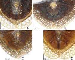 Attēlu rezultāti vaicājumam “Acalypta carinata”