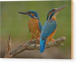 Attēlu rezultāti vaicājumam “Alcedo atthis”