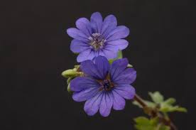 Attēlu rezultāti vaicājumam “Geranium pyrenaicum flower”