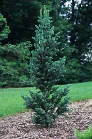 Attēlu rezultāti vaicājumam “Abies concolor”