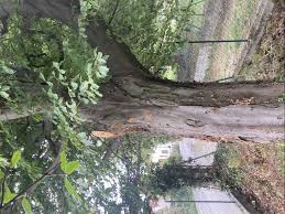 Attēlu rezultāti vaicājumam “Phellinus ferruginosus”