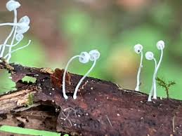 Attēlu rezultāti vaicājumam “Porotheleum fimbriatum”