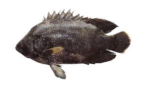 Image result for Lobotes surinamensis