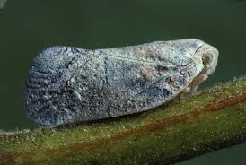 Attēlu rezultāti vaicājumam “Planaphrodes sp.”