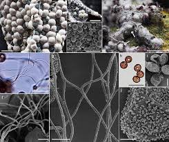 Attēlu rezultāti vaicājumam “Lycogala succineum sessile”