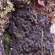 Attēlu rezultāti vaicājumam “Parmeliella triptophylla”