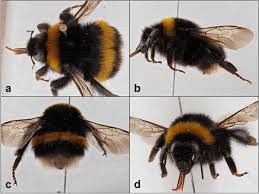 Attēlu rezultāti vaicājumam “Bombus terrestris”