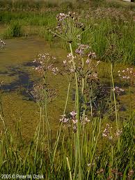 Attēlu rezultāti vaicājumam “Butomus umbellatus flower”