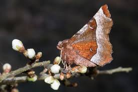 Attēlu rezultāti vaicājumam “Selenia tetralunaria”