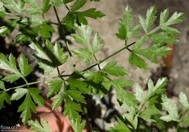 Attēlu rezultāti vaicājumam “Peucedanum oreoselinum leaf”