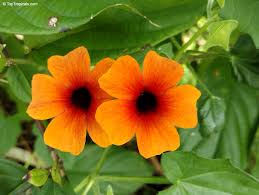 Image result for Thunbergia alata