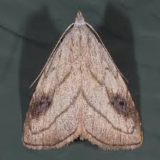 Attēlu rezultāti vaicājumam “Hoplia parvula imago”