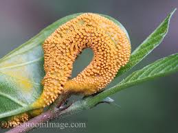 Attēlu rezultāti vaicājumam “Puccinia coronata”