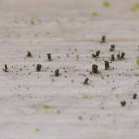 Attēlu rezultāti vaicājumam “Microcalicium disseminatum”