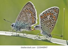 Attēlu rezultāti vaicājumam “Plebejus argus male”