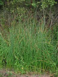 Attēlu rezultāti vaicājumam “Schoenoplectus lacustris subsp. glaucus fruit”