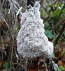 Attēlu rezultāti vaicājumam “Trechispora mollusca”