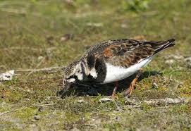 Attēlu rezultāti vaicājumam “Arenaria interpres adult”