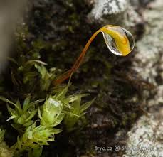 Attēlu rezultāti vaicājumam “Pohlia cruda”