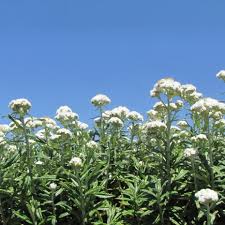 Attēlu rezultāti vaicājumam “Anaphalis margaritacea flower”