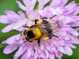 Attēlu rezultāti vaicājumam “Volucella bombylans”