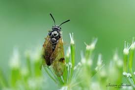 Attēlu rezultāti vaicājumam “Arge ustulata”