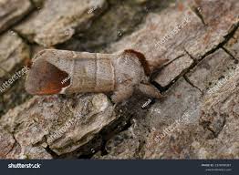 Attēlu rezultāti vaicājumam “Clostera curtula”