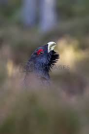 Attēlu rezultāti vaicājumam “Tetrao urogallus male”
