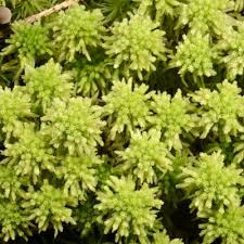Attēlu rezultāti vaicājumam “Sphagnum wulfianum”