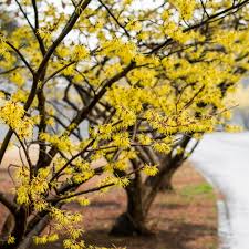 Attēlu rezultāti vaicājumam “Hamamelis virginiana flower”