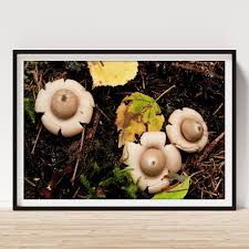 Attēlu rezultāti vaicājumam “Geastrum rufescens”