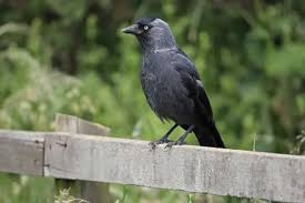 Attēlu rezultāti vaicājumam “Corvus monedula adult”