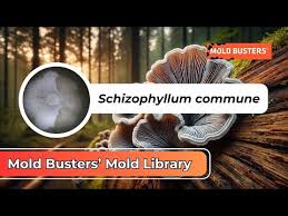 Attēlu rezultāti vaicājumam “Schizophyllum commune”