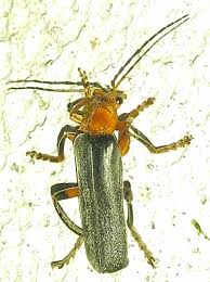 Attēlu rezultāti vaicājumam “Cantharis livida”