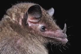 Attēlu rezultāti vaicājumam “Chiroptera”