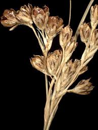 Attēlu rezultāti vaicājumam “Juncus bulbosus fruit”